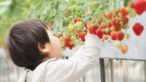 Ảnh chưa phân loại, 4 trong số 38 ảnh, nút