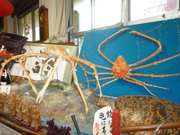 A display of various sea creatures including a large crab, a spider crab, and a turtle.