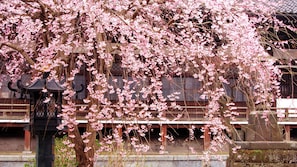 Property grounds - Kaihinso Kamakura (Kamakura)