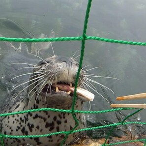 A large animal enclosure with a glass barrier, ropes, and a feeding area. - Rishiri Marine Hotel (Rishifuji)