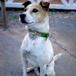 Aceita animais de estimação