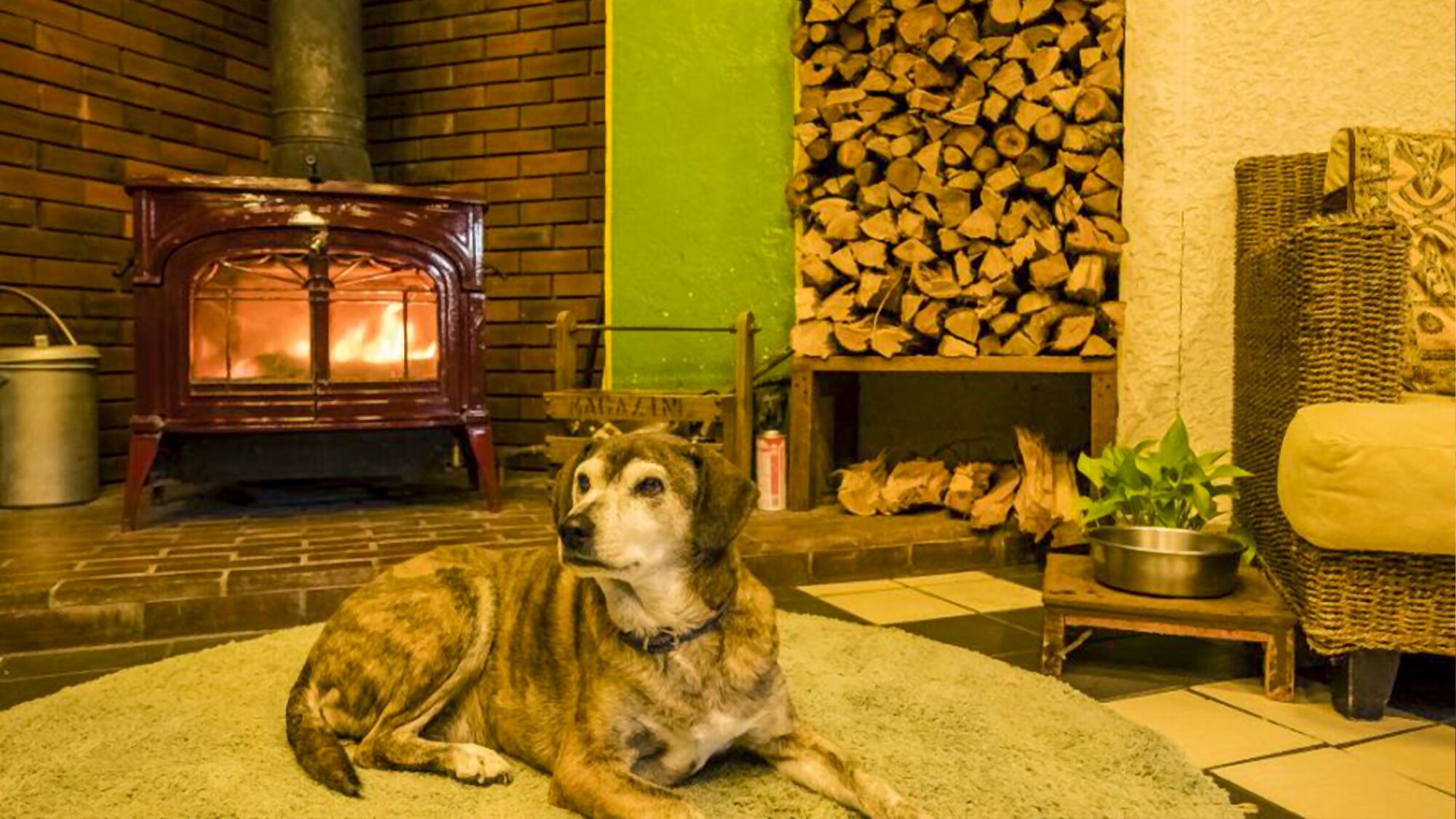 A dog sitting in front of a wood-burning stove, with a stack of firewood and a green wall in the background.