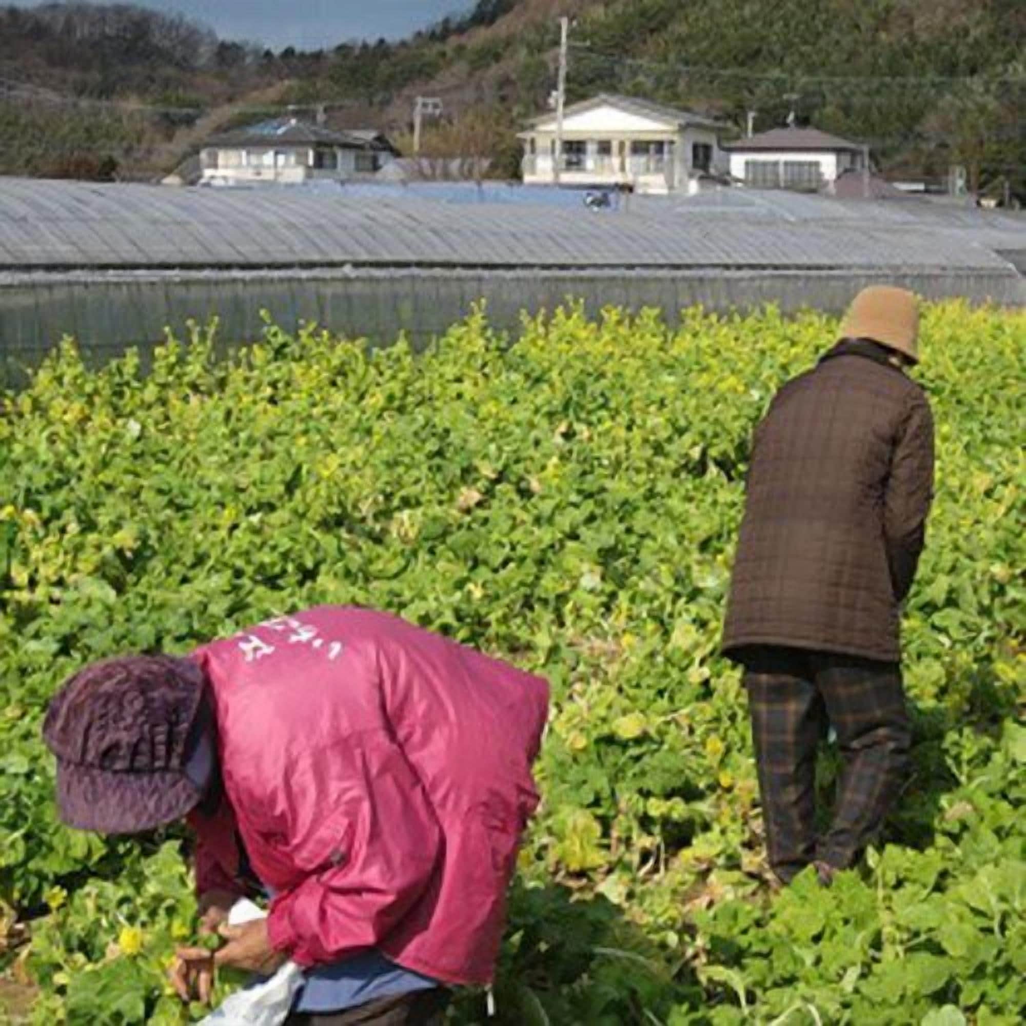Uma pessoa com casaco vermelho trabalhando em um campo, com uma casa e um edifício ao fundo.