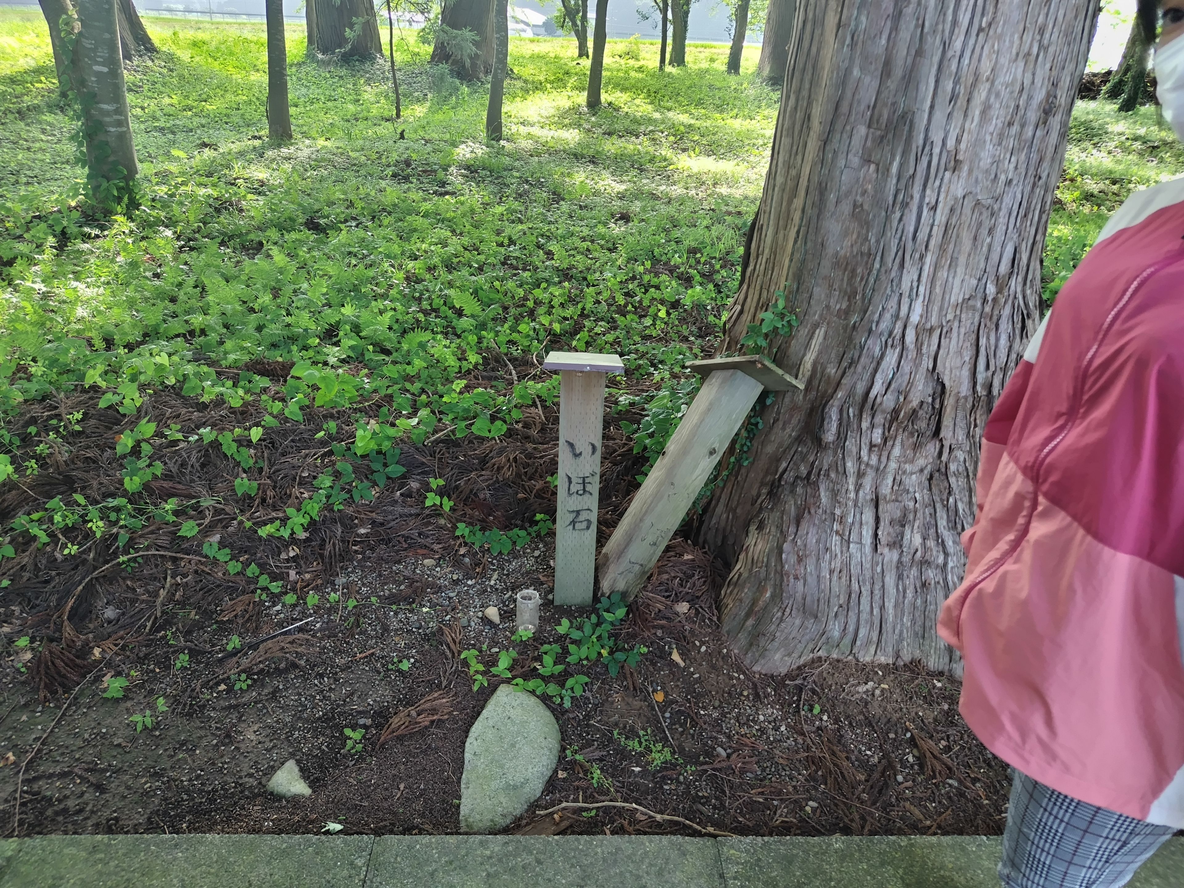 A natural setting with a tree, a wooden post with Japanese characters, and a stone.