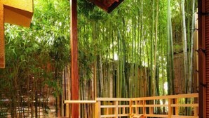 Um deck de madeira com hidromassagem, rodeado por plantas de bambu.