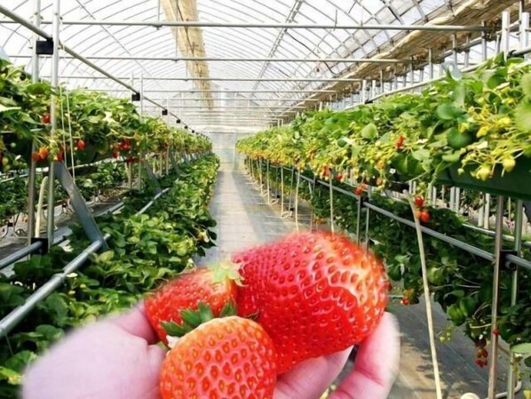 A greenhouse with rows of strawberry plants and a hand holding strawberries. - Hotel Silk Villa (Kimitsu)