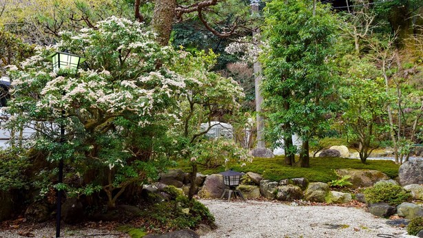 Un jardín japonés tradicional con formaciones rocosas, musgo y árboles florecientes.