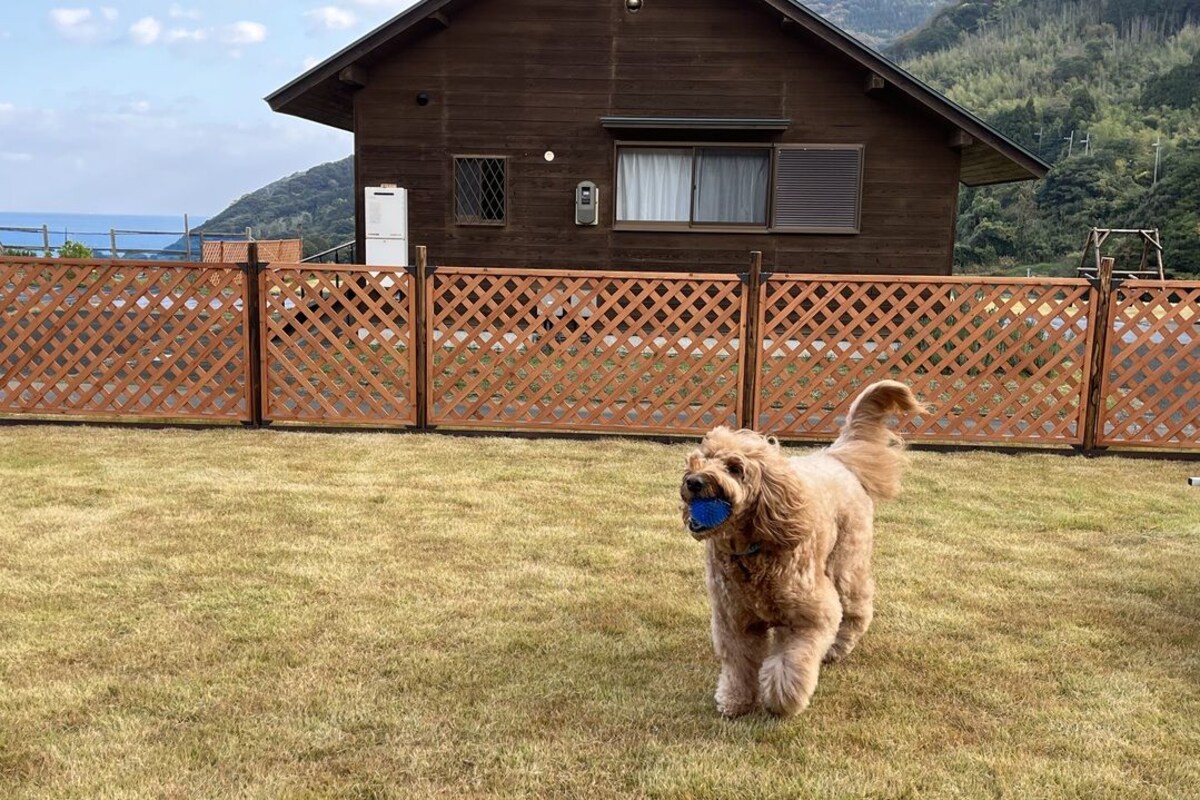 Un perro en un patio cubierto de césped, con una casa de madera al fondo.