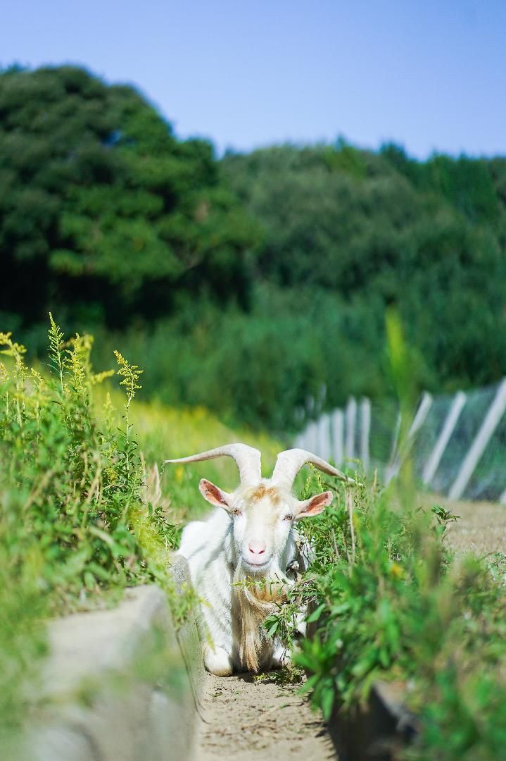 Una cabra en un entorno rural, con vegetación y una cerca al fondo.