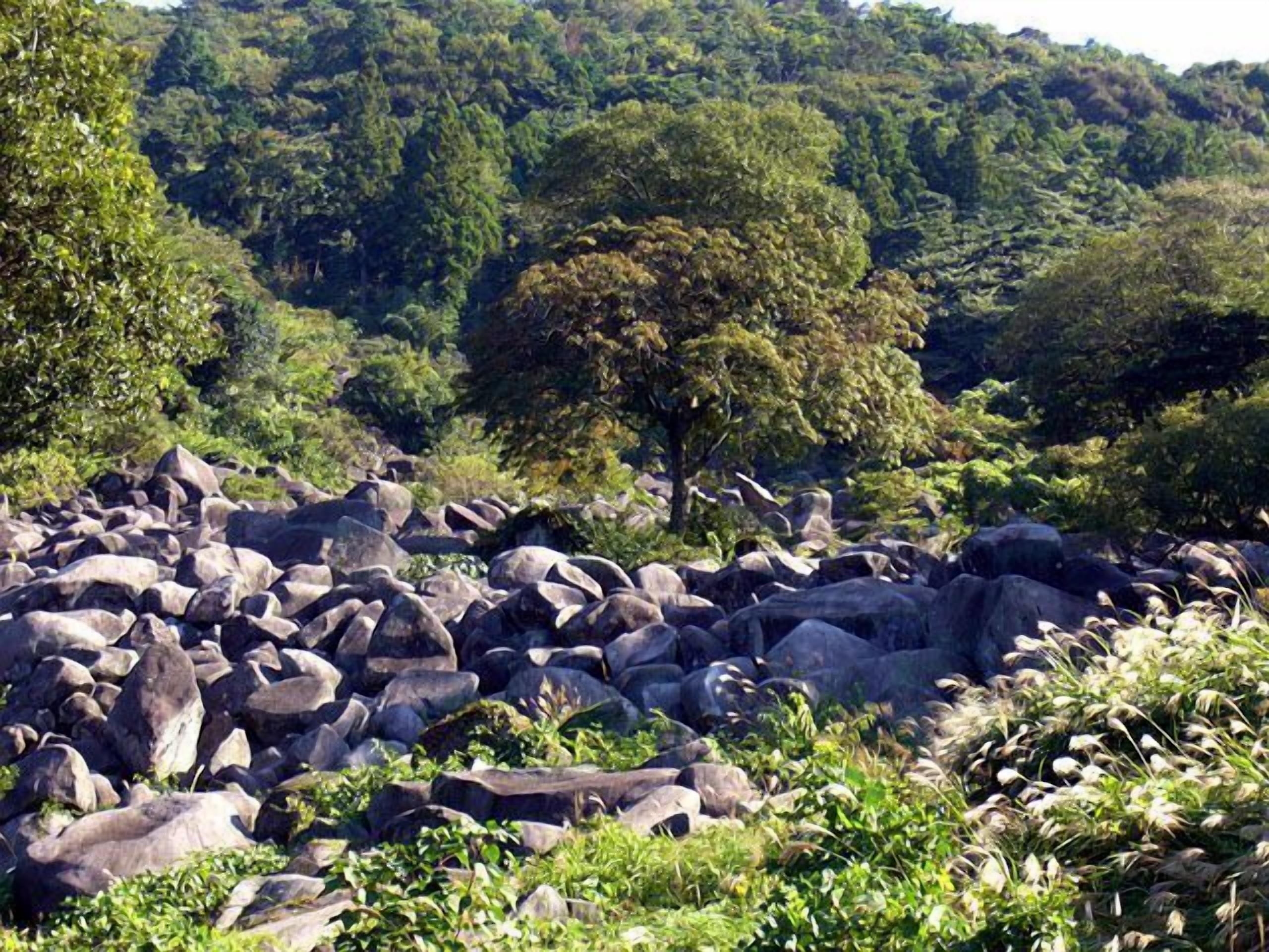 Un paisaje natural con rocas grandes y vegetación densa.