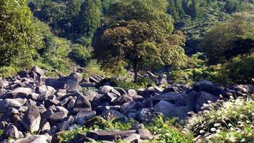 Un paisaje natural con rocas grandes y vegetación densa.