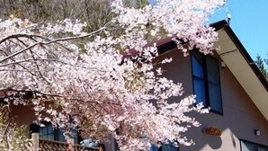 A building with a sloped roof, a wooden fence, and a tree with pink blossoms. - Ichinokuraso Bettei Shirouma (Hakuba)