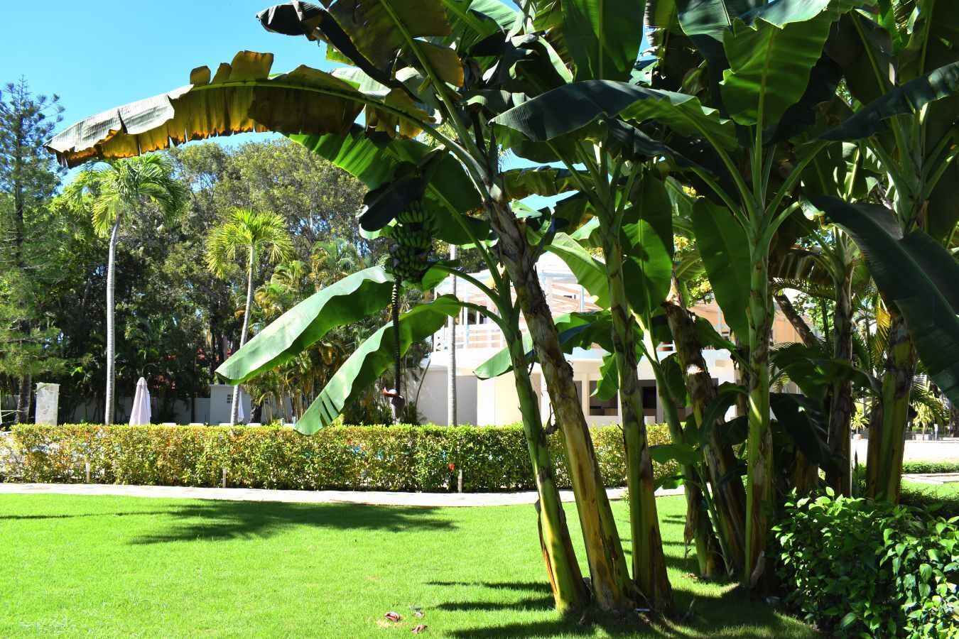 A well-maintained garden with large banana trees, a neatly trimmed hedge, and a building in the background.