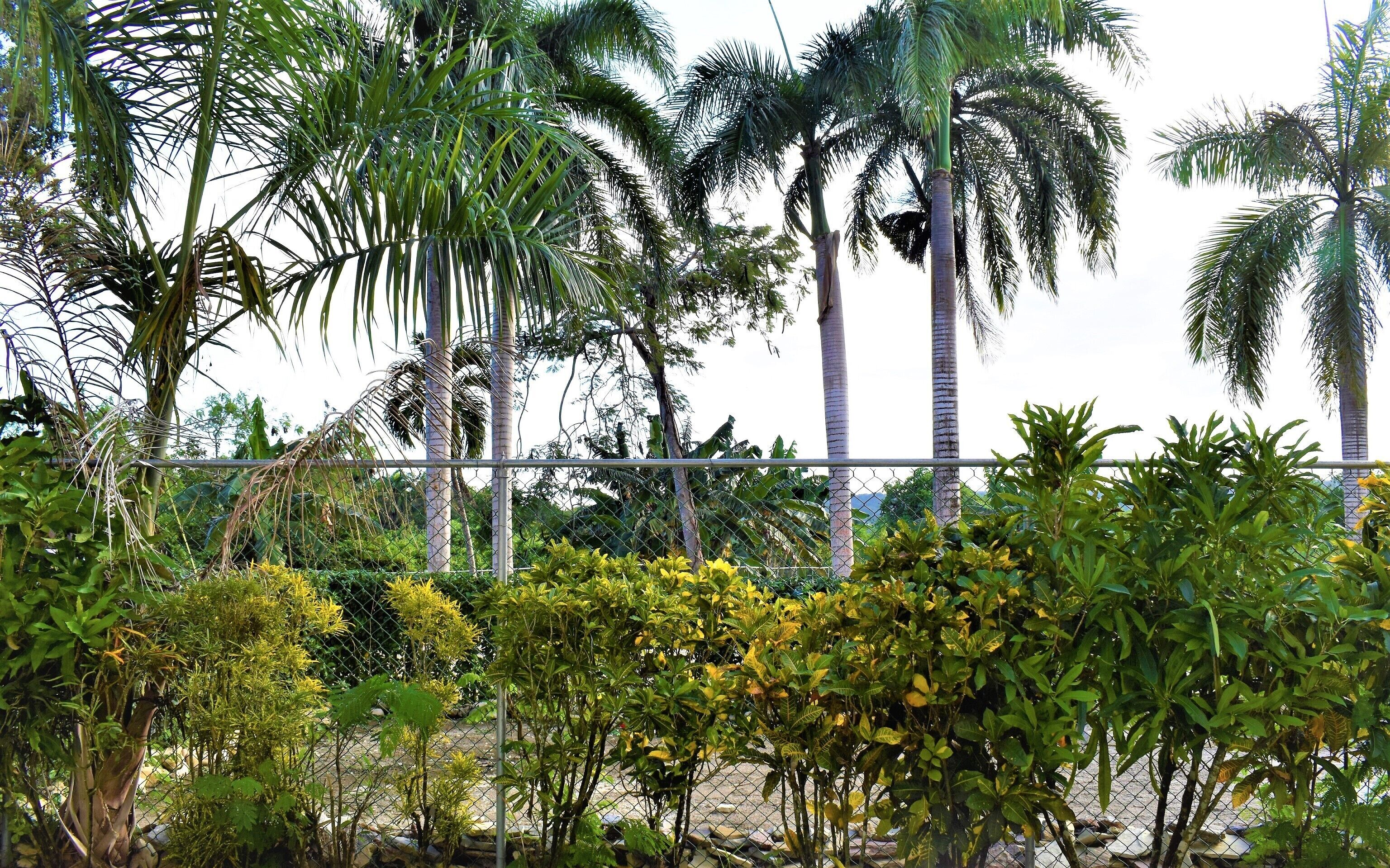A fenced garden with various tropical plants and palm trees.
