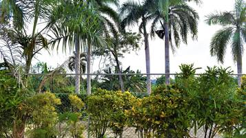 A fenced garden with various tropical plants and palm trees.
