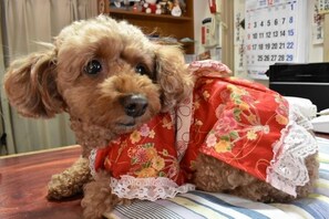 Pet-friendly - Minsyuku Yamato (Ise)