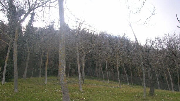 A forested area with trees and grassy ground. - HOUSE FOR RENT IN THE COUNTRYSIDE  (MONTE GIOVE)