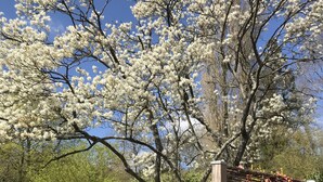 A garden with blooming trees and a wooden fence.