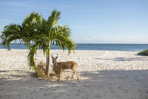 On the beach, sun loungers, beach towels