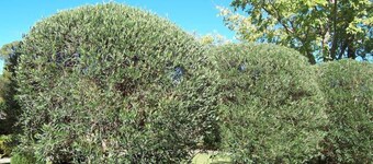The Olive Tree Cottage