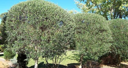 The Olive Tree Cottage