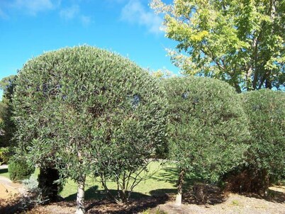 The Olive Tree Cottage