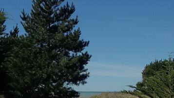 A coniferous tree in a natural setting with a clear sky.