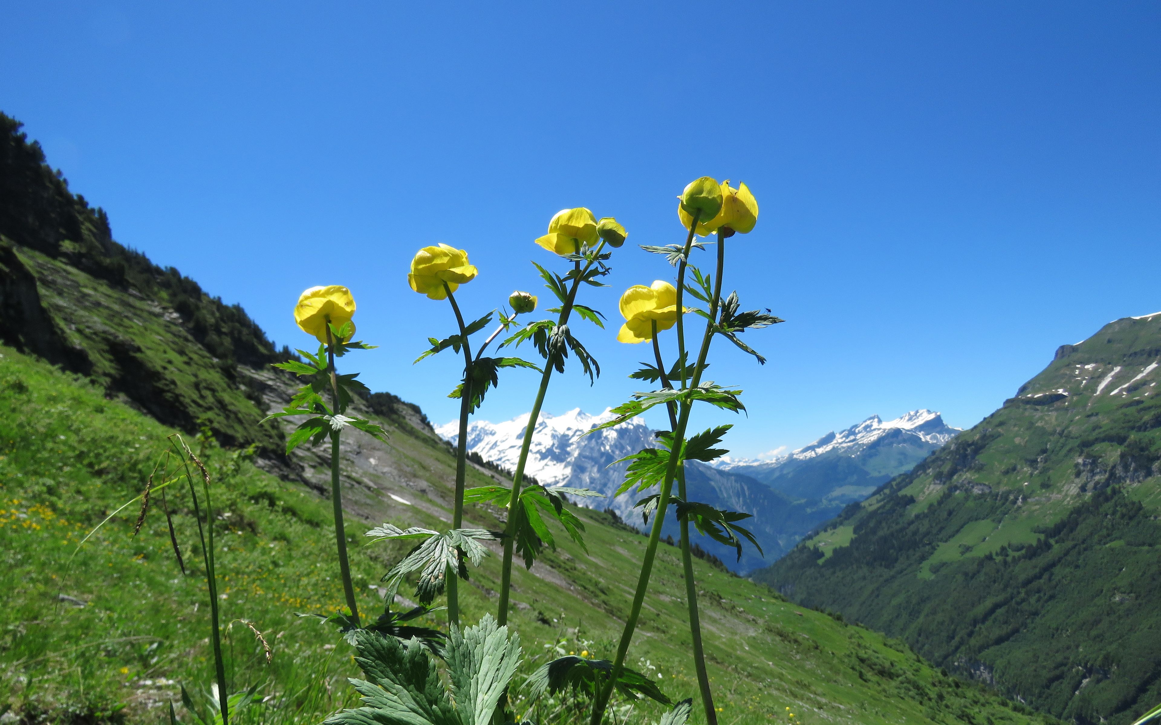 single room, 1 single bed, non smoking | television