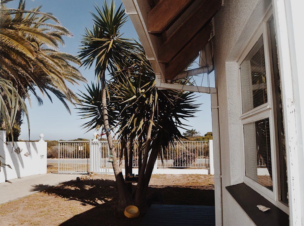 A covered outdoor area with a palm tree, a white fence, and a building with large windows.