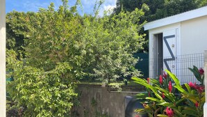 A garden area with a concrete wall, a small shed, and various plants.
