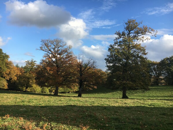 Un campo cubierto de hierba con árboles y un cielo despejado.