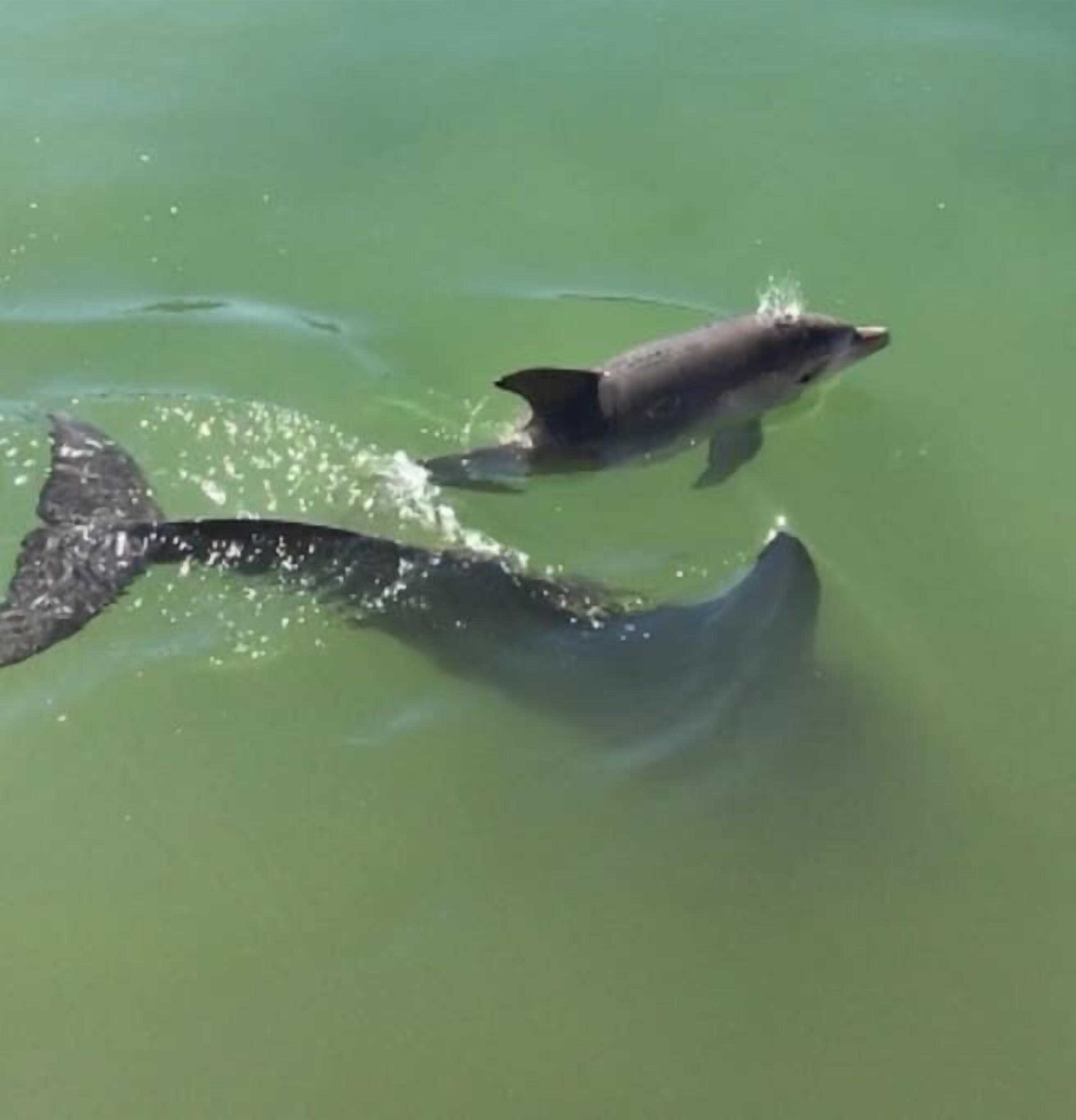 Mandurah Dolphin Escape