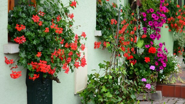 Ein Gebäude mit grünen Wänden, einem Fenster mit Holzrahmen und einem Blumentopf mit roten Blüten.