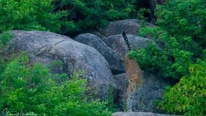 A leopard in a natural setting with large rocks and dense green foliage. - Summer Cottage (Arugam Bay)