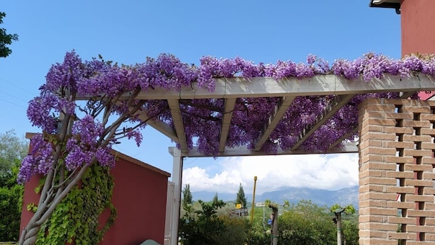 Ein überdachter Patio-Bereich mit einer Pergola, geschmückt mit violetten Blumen, Topfpflanzen und einer Backsteinmauer.