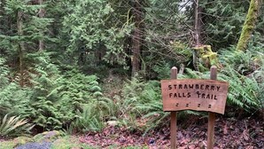 Puinen opaste, jossa on merkitty Strawberry Falls -reitin reitti, sijaitsee metsäisellä alueella.