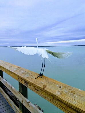 Unclassified image, 4 of 17, button - Charlotte Harbor View Condo - Monthly Rental (Punta Gorda)
