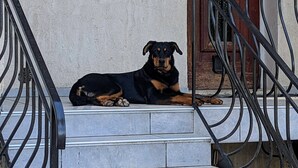 Ein Hund liegt auf Stufen vor einem Gebäude mit einem Metallgeländer.