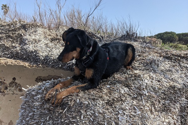 Notre beauceron