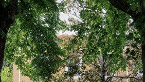 A pathway leading to a building with a wooden door and windows, surrounded by greenery and potted plants. - La Glacière - Ostalarià Agricol (Tresques)