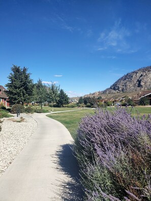 A paved pathway curving through a residential area with houses, a large tree, and a mountain in the background.