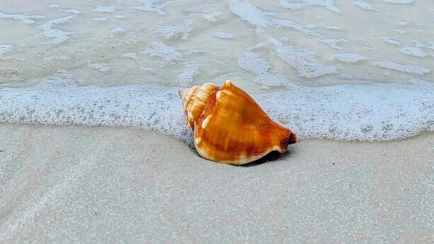 Ett enda snäckskal på en sandstrand med svaga vågor i bakgrunden.