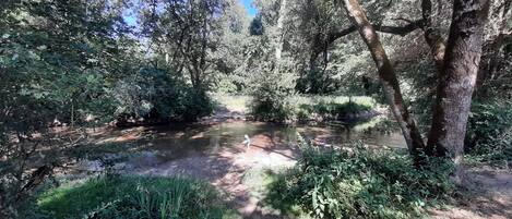 Un paisaje natural con un río, vegetación densa y cielo despejado.