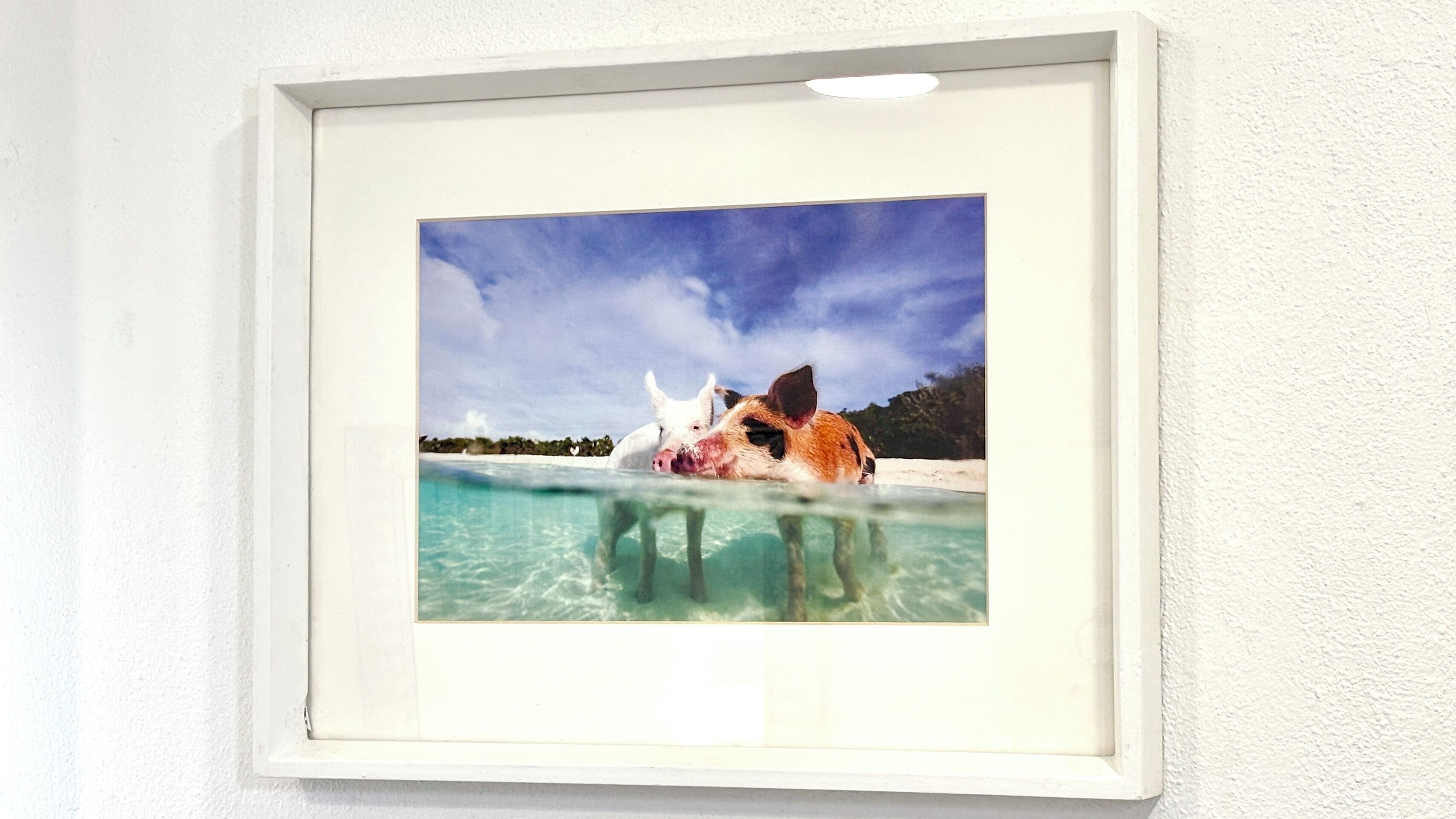 A framed photograph of a dog in a shallow pool with a clear sky and distant trees.