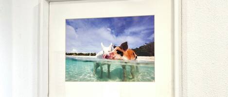 A framed photograph of a dog in a shallow pool with a clear sky and distant trees.