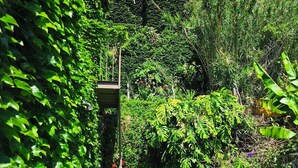 A lush garden with dense foliage, a small structure, and a clear blue sky. - Les Terrasses Suites (Calheta)