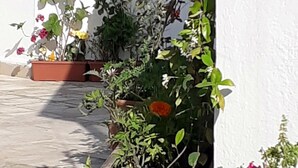 A series of potted plants with flowers and foliage along a white wall. - Bolero Apart Hotel (Bodrum)