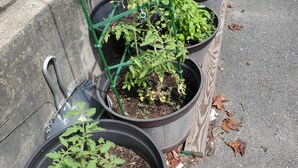 Macetas con plantas alineadas en una acera.