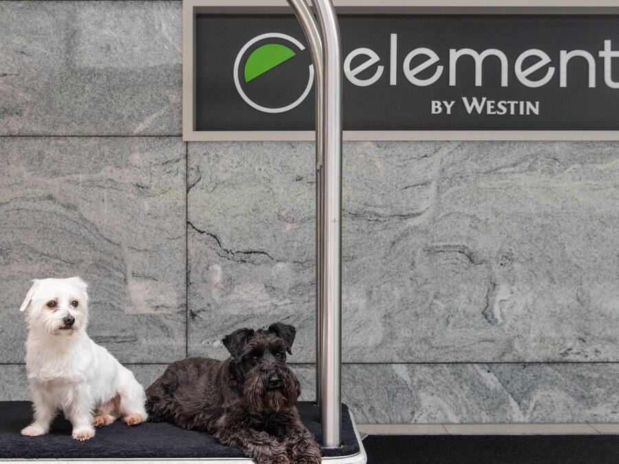 Dos perros sobre una alfombra negra con un poste de metal frente a una pared con un logotipo y el texto "element by Westin".