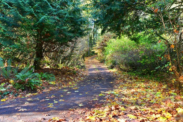 Un sendero en el bosque flanqueado por una vegetación densa, que se extiende hacia la distancia.